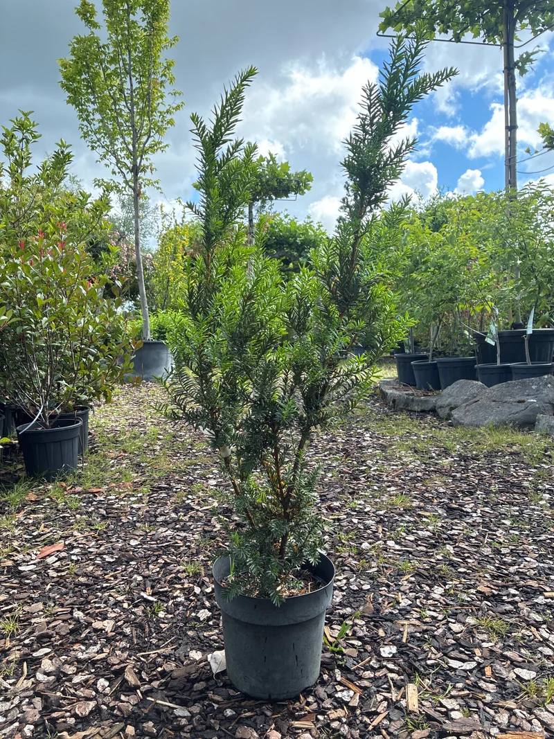 Eibe 'Hillii' / Taxus x media 'Hillii'