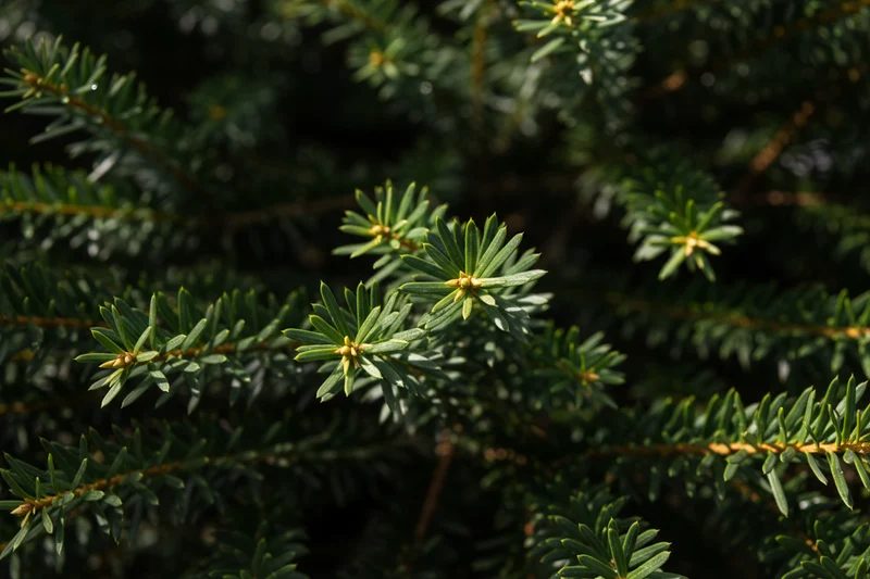 Eibe 'David' / Taxus baccata 'David'