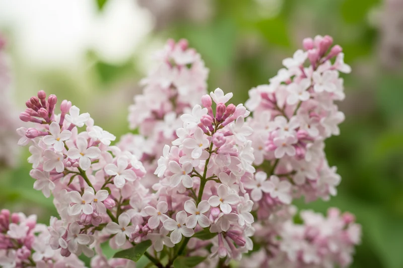 Edelflieder / Syringa vulgaris 'Flamingo'®