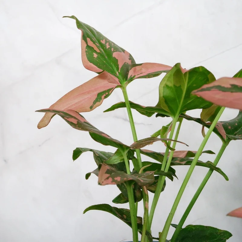 SYNGONIUM RED SPOT