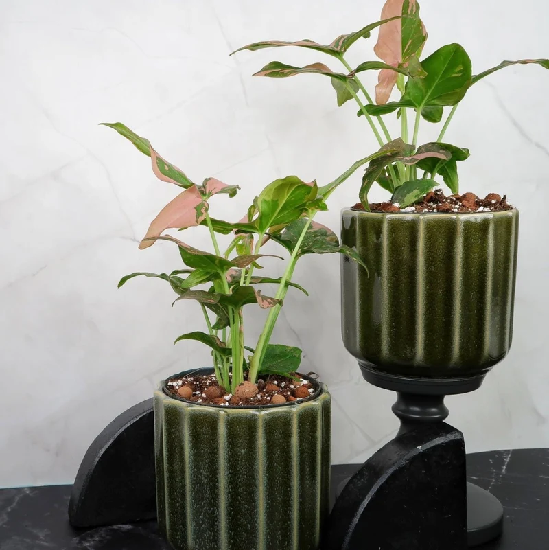 SYNGONIUM RED SPOT