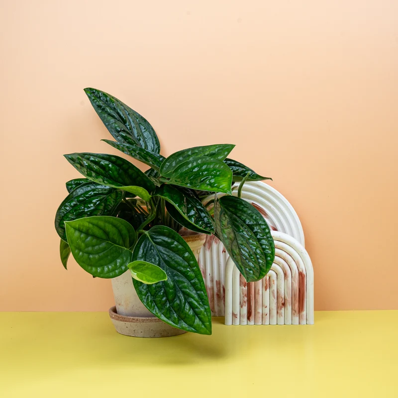 MONSTERA KARSTENIANUM