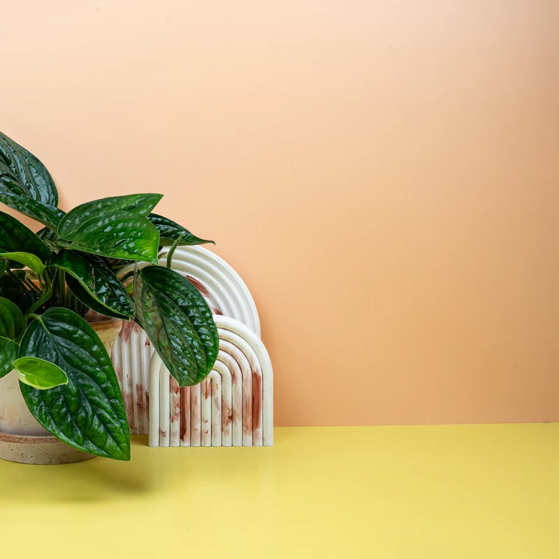 MONSTERA KARSTENIANUM