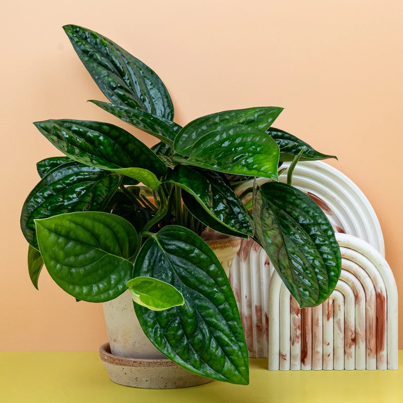 MONSTERA KARSTENIANUM