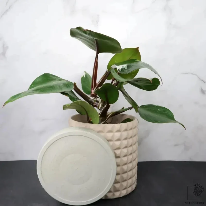 PHILODENDRON WHITE KNIGHT