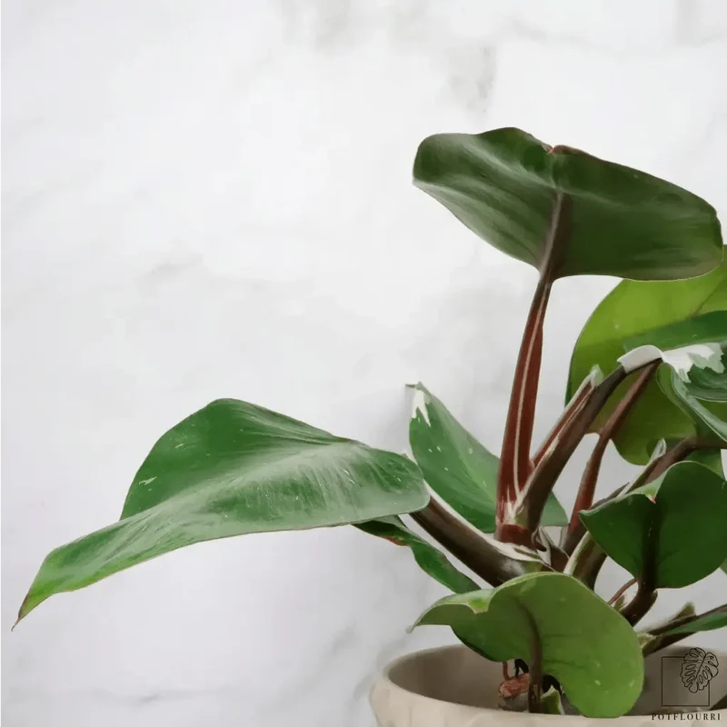 PHILODENDRON WHITE KNIGHT