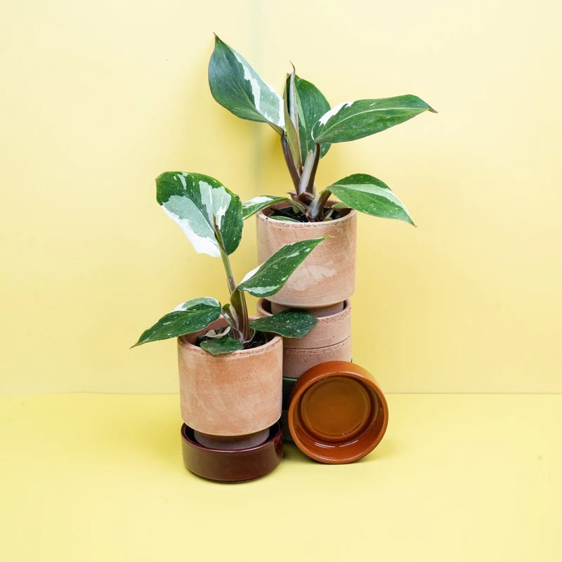 PHILODENDRON WHITE KNIGHT