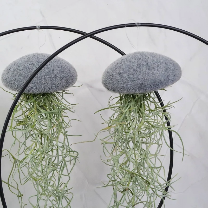 TILLANDSIA USNEOIDES - VELVET GREY