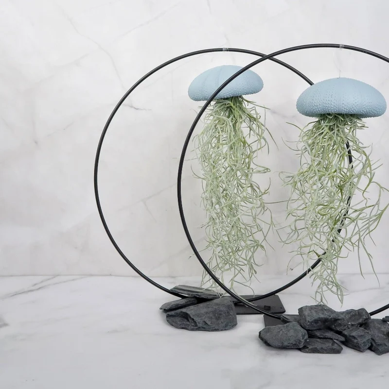 TILLANDSIA USNEOIDES - BLUE
