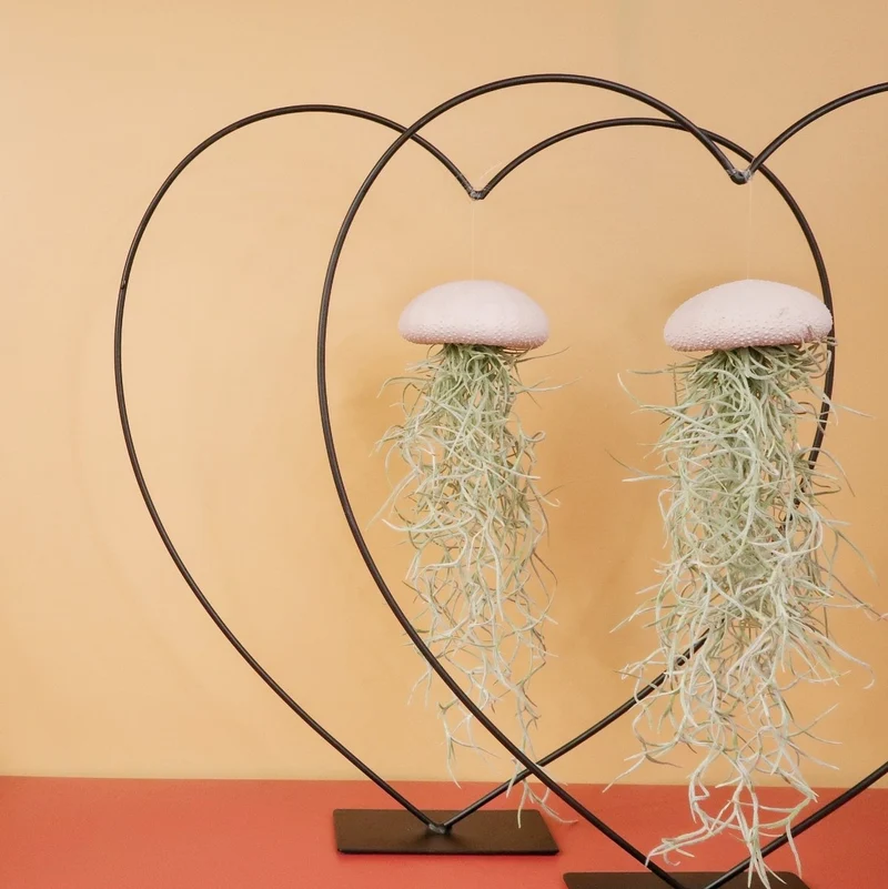 TILLANDSIA USNEOIDES - PEACH