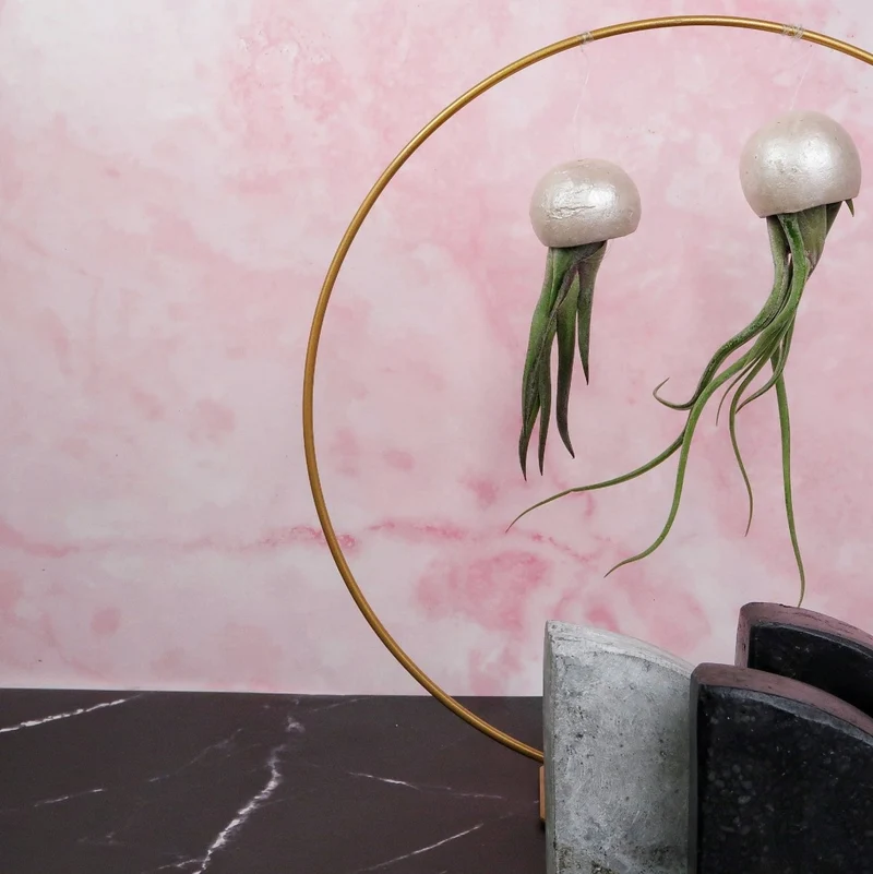 TILLANDSIA MEDUSAE BELLCUP - PEARL