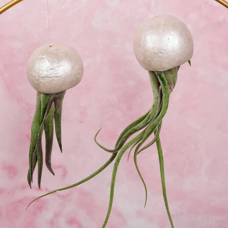 TILLANDSIA MEDUSAE BELLCUP - PEARL