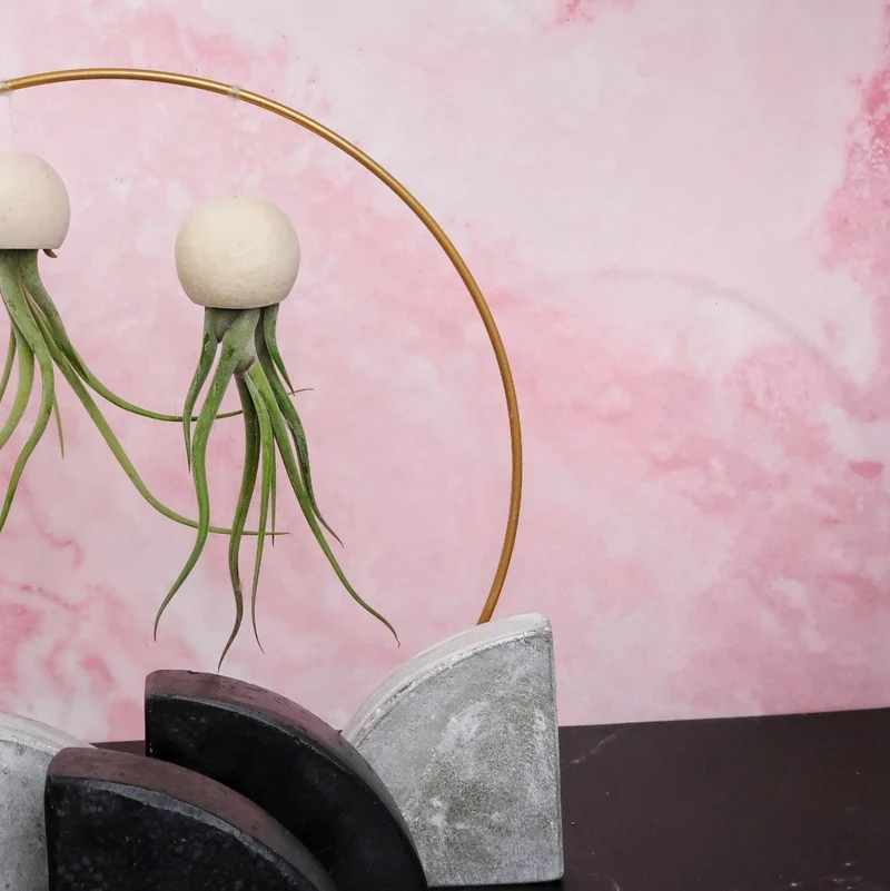 TILLANDSIA MEDUSAE BELLCUP - NATUR