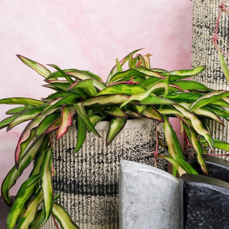 HOYA WAYETII TRICOLOR