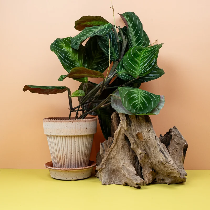 MARANTA SILVER BAND