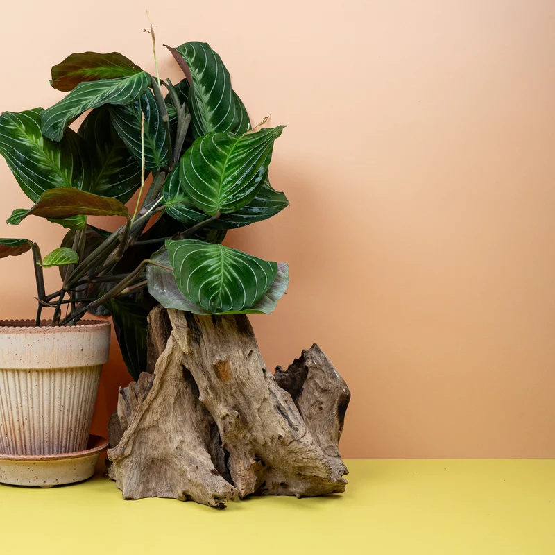 MARANTA SILVER BAND