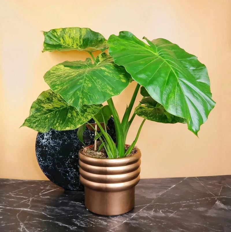 ALOCASIA GAGEANA VARIEGATA AUREA