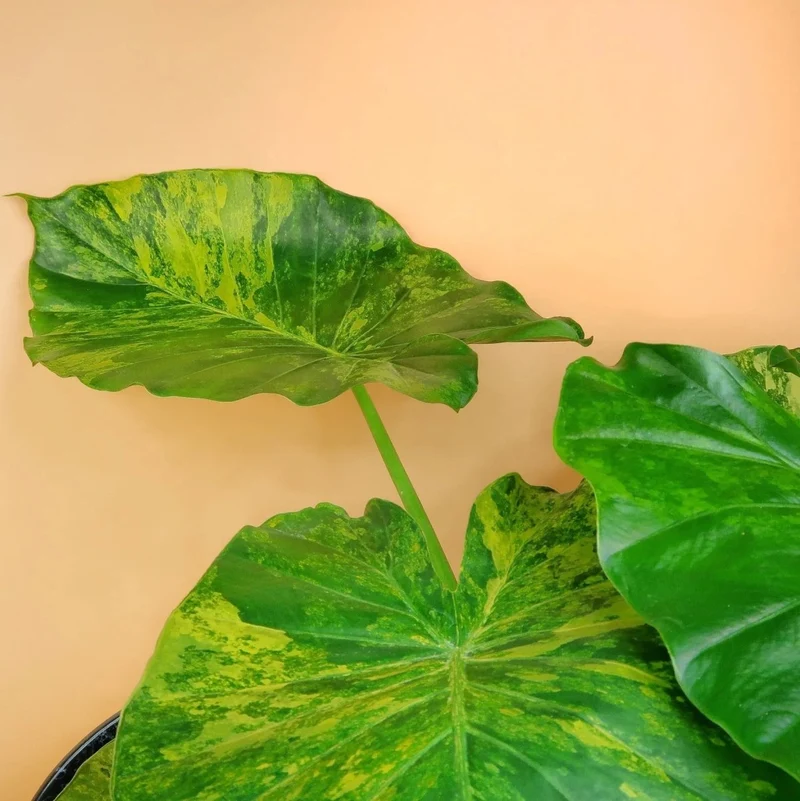 ALOCASIA GAGEANA VARIEGATA AUREA