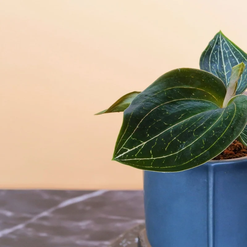 JEWEL ORCHID MACODES CITRINE
