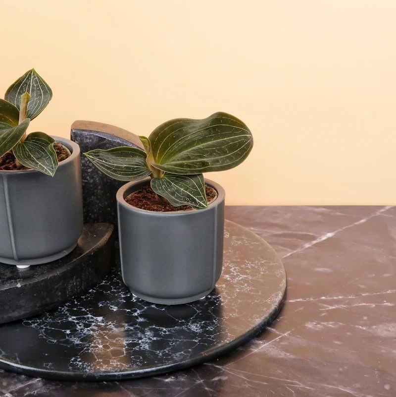 JEWEL ORCHID MACODES CITRINE