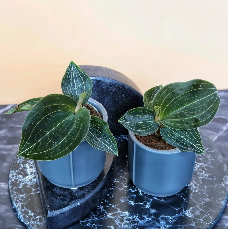 JEWEL ORCHID MACODES CITRINE