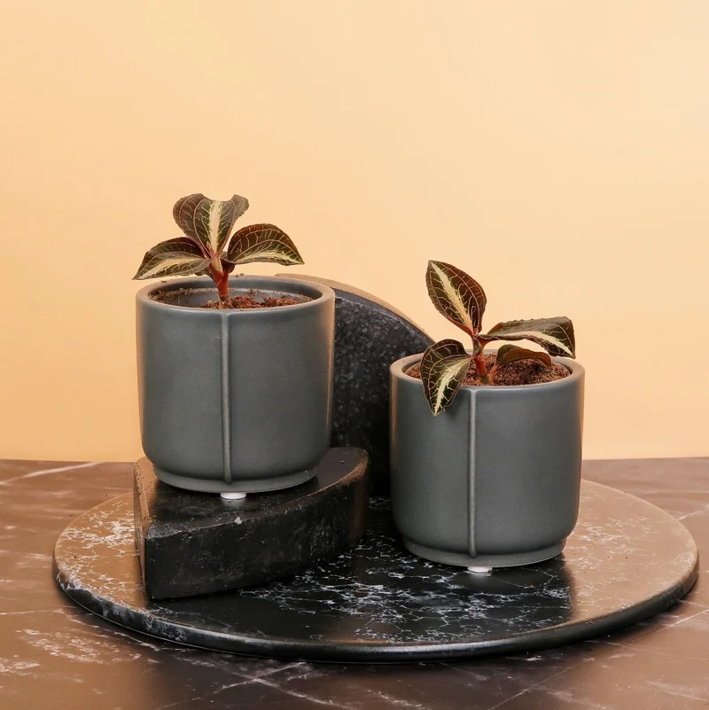 JEWEL ORCHID MACODES AMBER