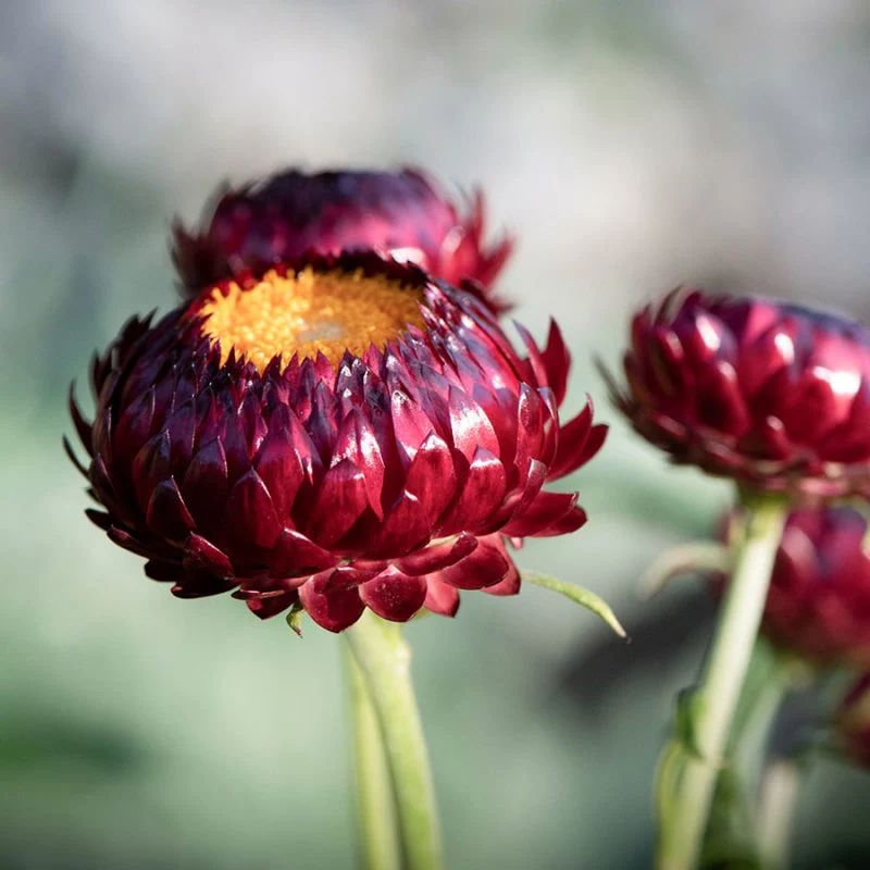 Jora Dahl | Helichrysum bracteatum 'Scarlet' (Strohblume)