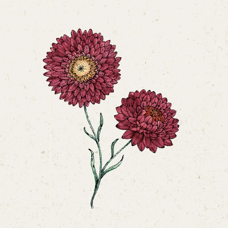 Jora Dahl | Helichrysum bracteatum 'Scarlet' (Strohblume)