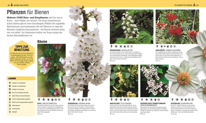 Das Bienen Buch | Bienen verstehen, schützen und halten