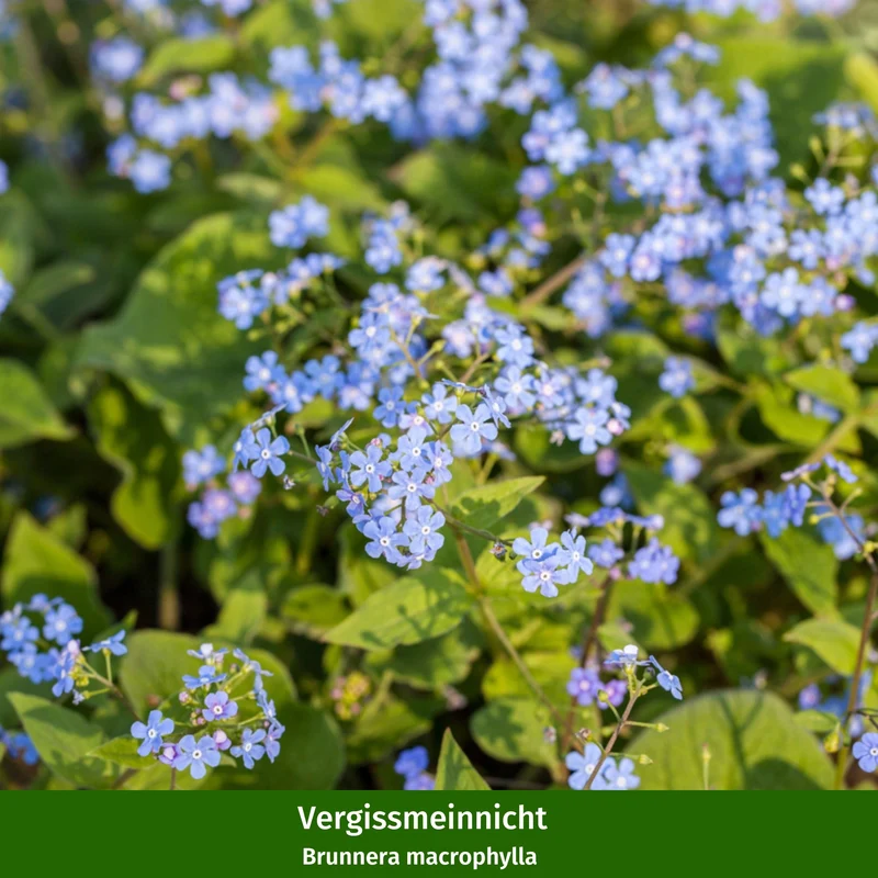 Staudenbeet "Allwetter-Beet"