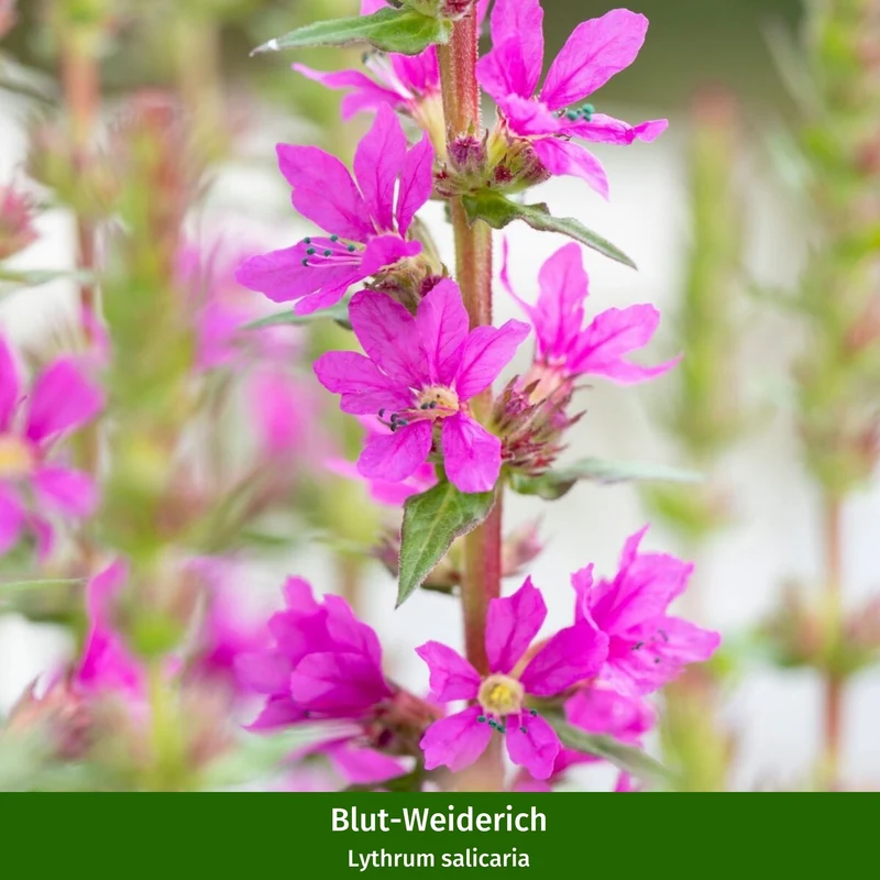Staudenbeet "Romantischer Bauerngarten"