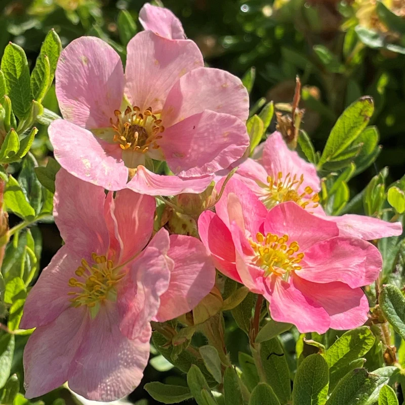 Fingerstrauch 'Lovely Pink®'