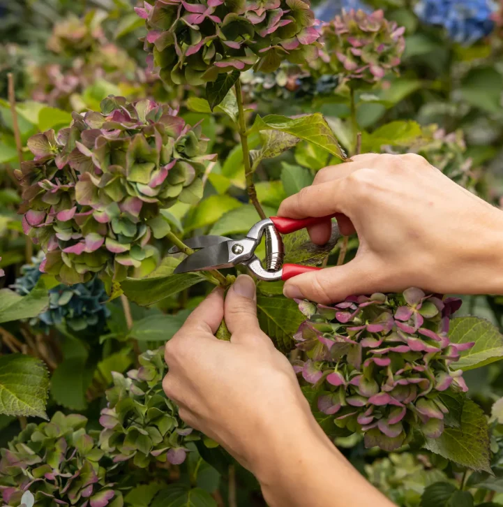 Mini Obst- und Gartenschere | Kompakte Pflanzenschere 14,2 cm