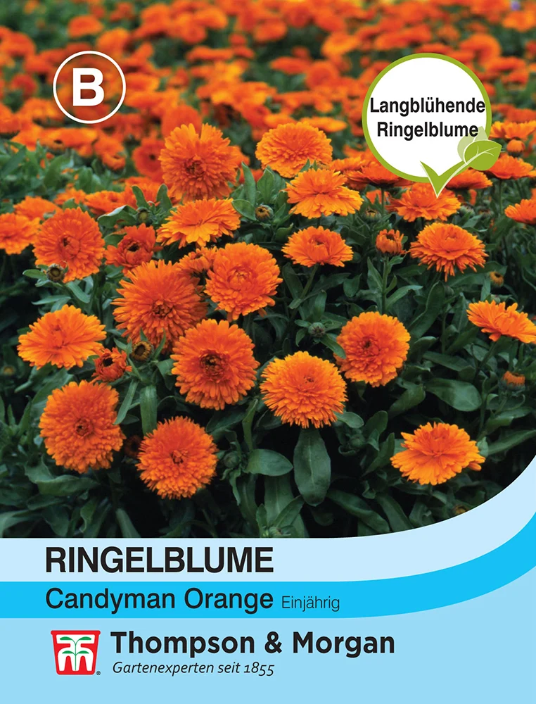 Thompson & Morgan | Ringelblume Candyman Orange