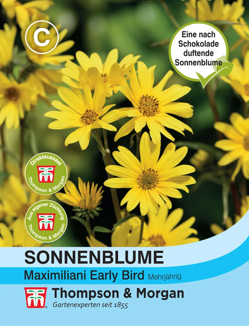 Thompson & Morgan | Sonnenblume maximiliani Early Bird