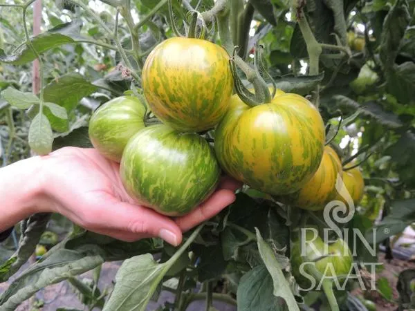 ReinSaat | Tomate 'Green Zebra'