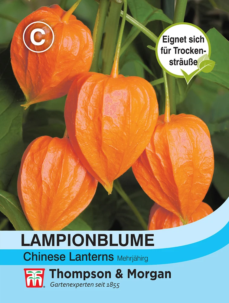 Thompson & Morgan | Lampionblume Physalis gigantea Chinese Lanterns