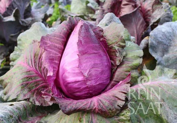 Reinsaat | Rotkraut 'Kalibos'