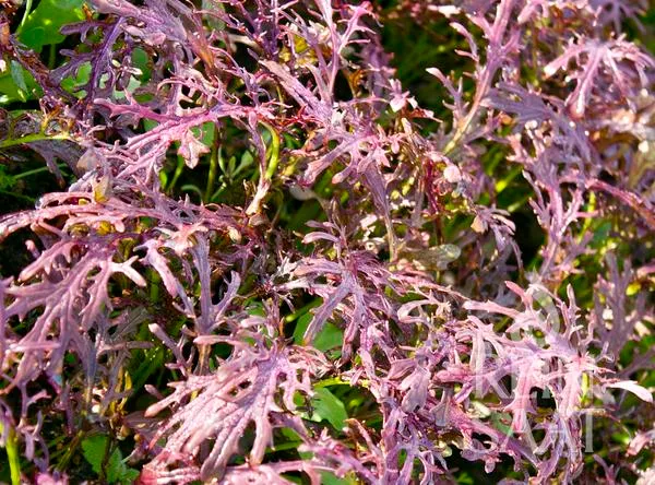 Reinsaat | Asiagemüse 'Rouge metis'