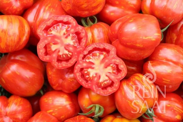 ReinSaat | Tomate 'Red Cavern'