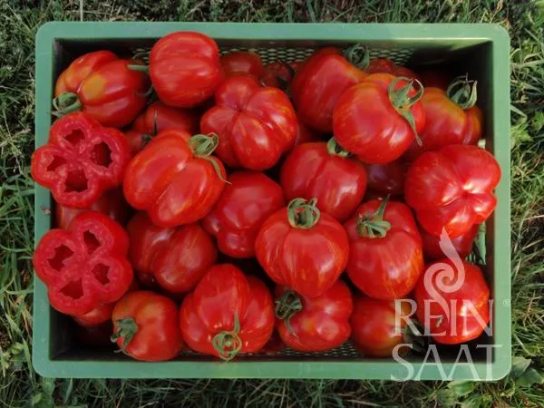 ReinSaat | Tomate 'Red Cavern'