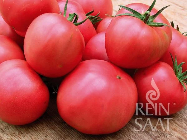 Reinsaat | Tomate 'Berner Rose'