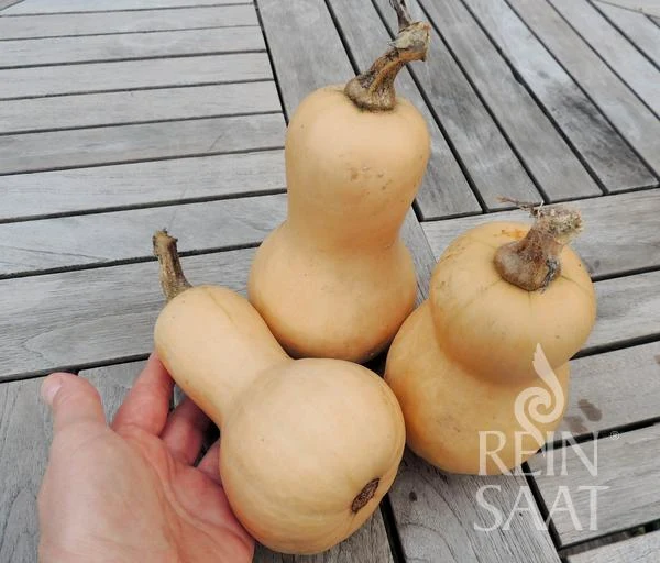 ReinSaat | Kürbis 'Mini Butternut'