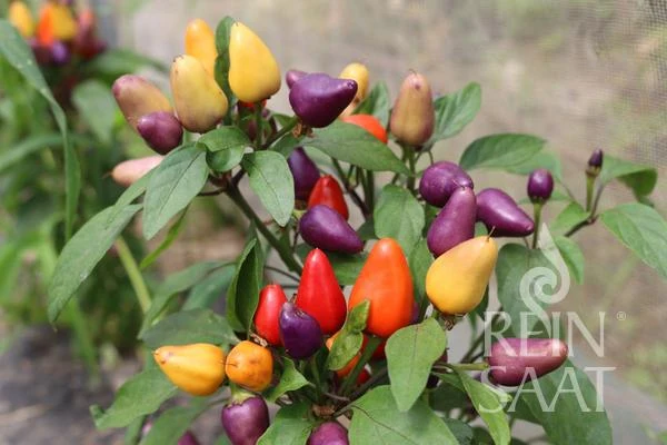 ReinSaat | Chili 'Aurora'