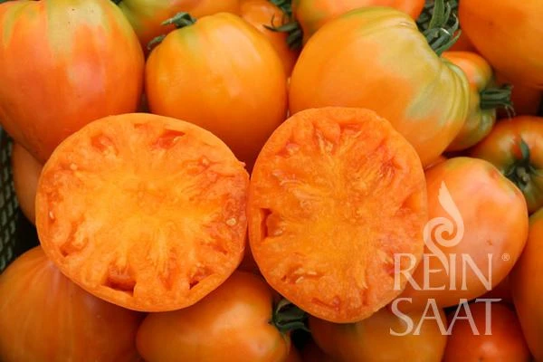 ReinSaat | Tomate 'Ochsenherz Orange'