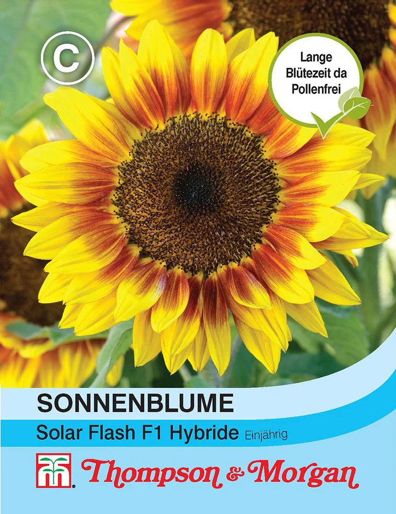 Thompson & Morgan | Sonnenblume Solar Flash F1 Hybride