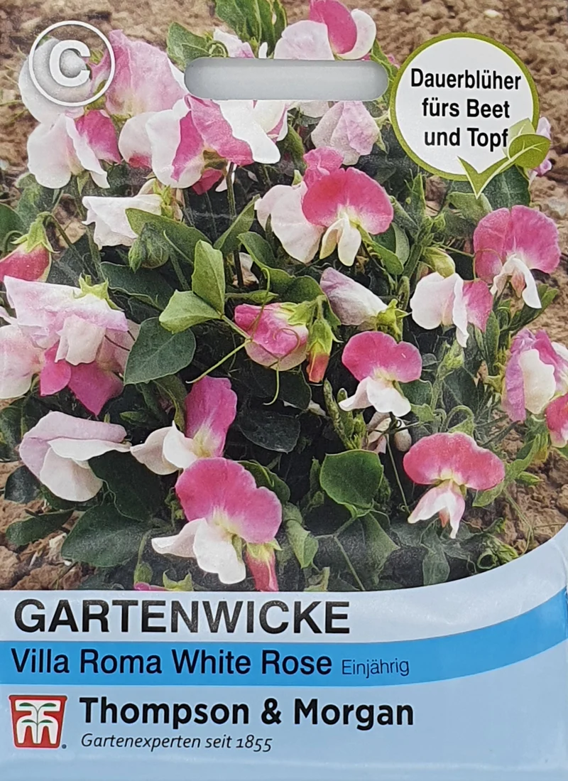 Thompson & Morgan | Gartenwicke Villa Roma White Rose