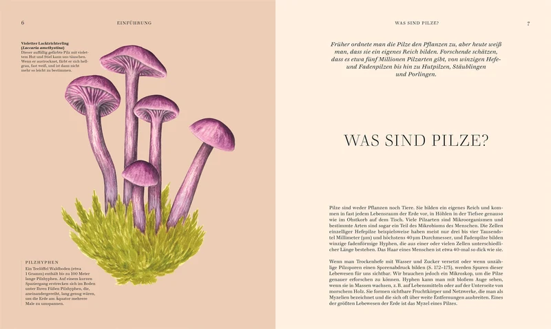 Pilze | Hochwertig illustriertes Sachbuch für Pilzliebhaber