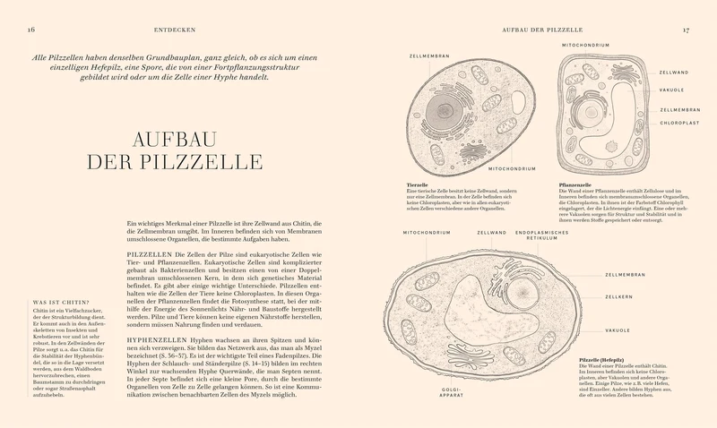 Pilze | Hochwertig illustriertes Sachbuch für Pilzliebhaber