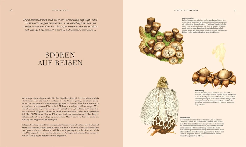 Pilze | Hochwertig illustriertes Sachbuch für Pilzliebhaber